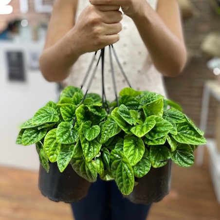 Peperomia