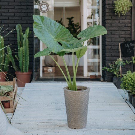 Alocasia Macrorrhiza L