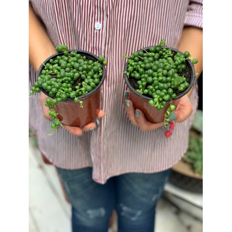 Arvejita (Senecio Rowleyanus)