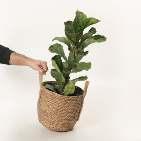 Ficus Lyrata baby en...