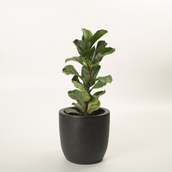 Ficus Lyrata baby en maceta...