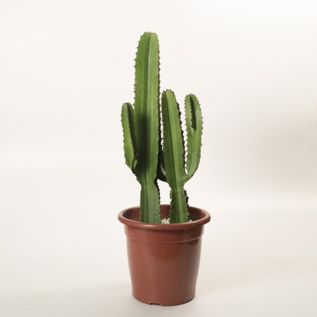 Cactus Euphorbia