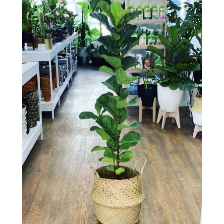 Ficus Lyrata 1 vara en...