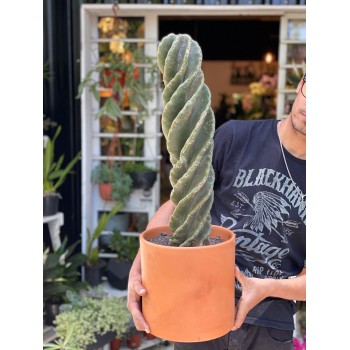 Cactus Tornillo