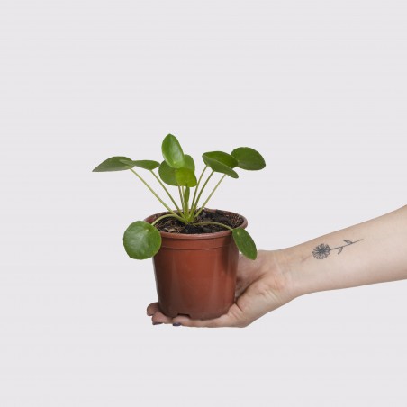 Pilea baby