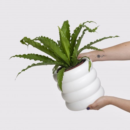 Asplenium crespo en maceta...