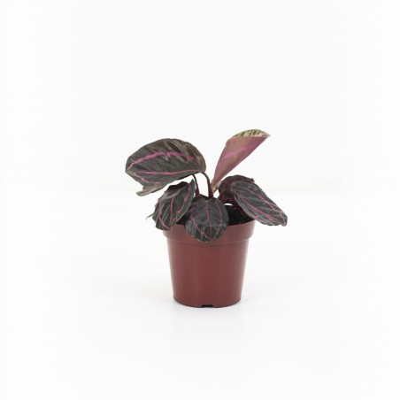 Calathea Rubí
