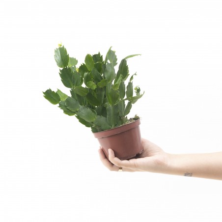 Flor de Mayo, Cangrejita
