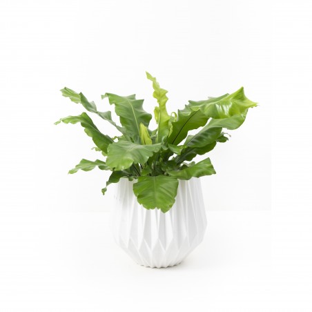 Asplenium Liso c/maceta...