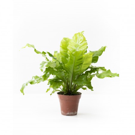 Asplenium Liso