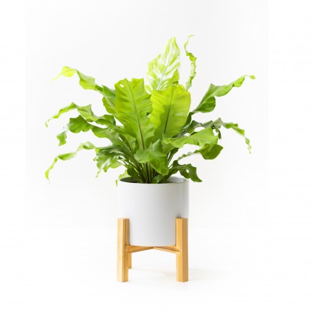 Asplenium Liso c/ maceta...