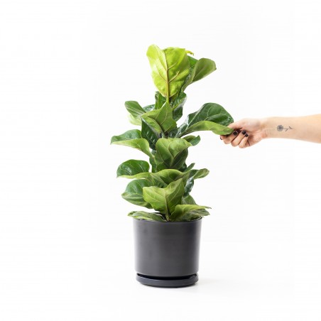 Ficus Lyrata baby en maceta...