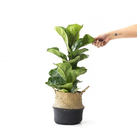 Ficus Lyrata baby en...