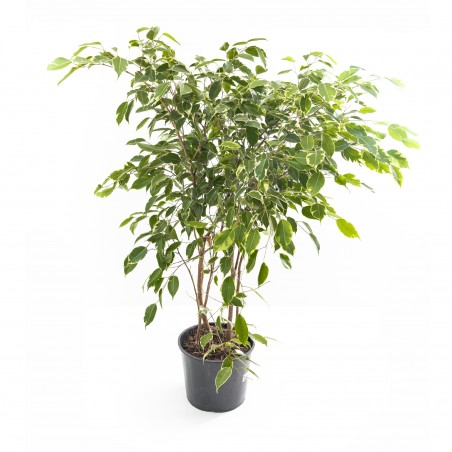 Ficus Benjamina Variegado
