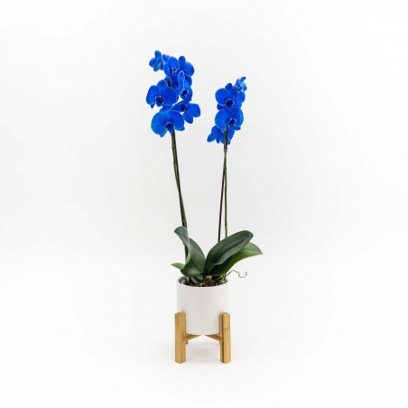 Orquídea Phalaenopsis Azul...