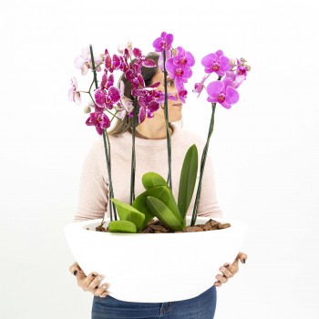 Orquideas Phalaenopsis en...