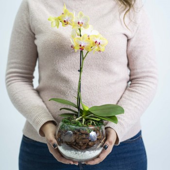 Orquídea mini en bowl.