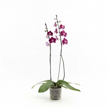 Orquídea Phalaenopsis 2...