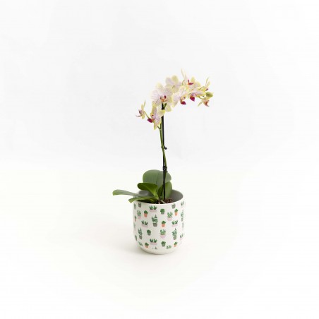 Mini Phalaenopsis con...