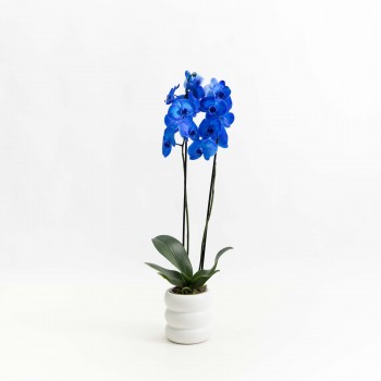 Orquidea Phalaenopsis Azul...