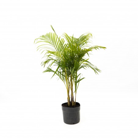 Palmera Areca - L