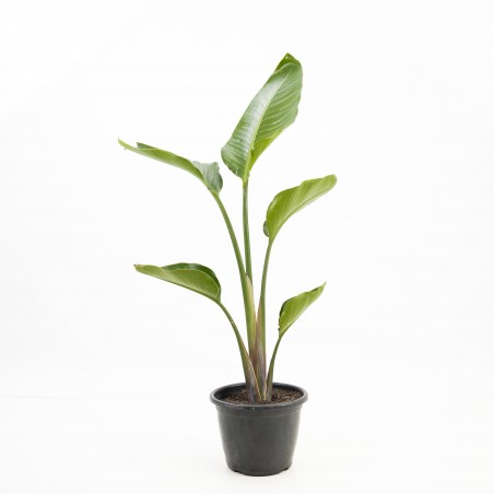 Strelitzia Nicolai S