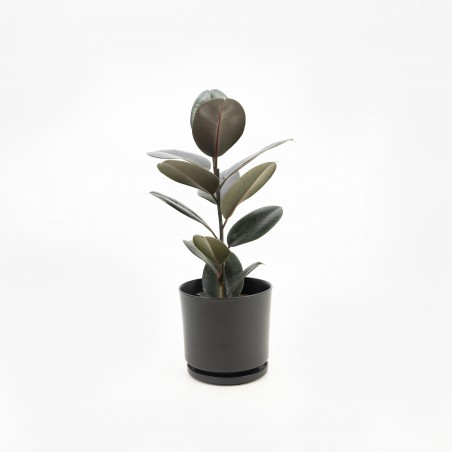 Ficus Elástica Negro -M...