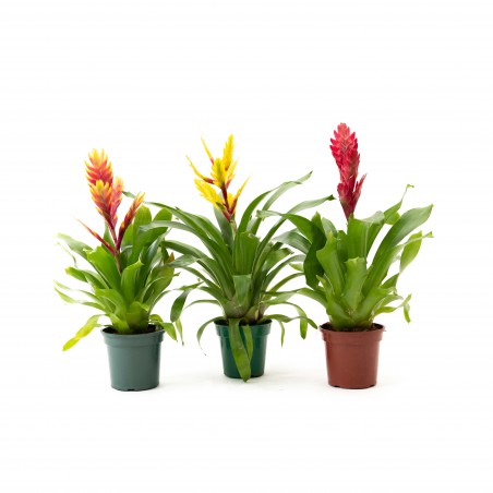 Bromelia