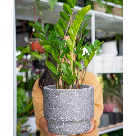 Zamioculcas en maceta...