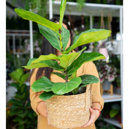Ficus Lyrata hoja grande en...