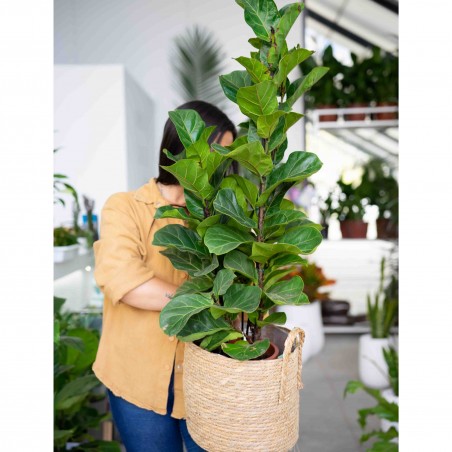Ficus Lyrata en canasto L