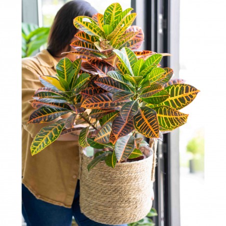 Croton Xl en canasto