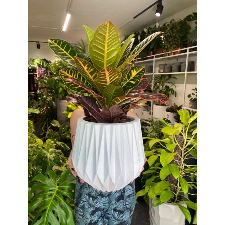 Croton S en maceta Origami- S