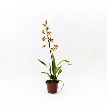 Orquidea Oncidium