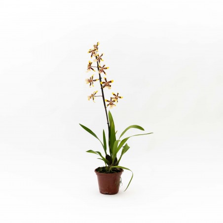 Orquidea Oncidium