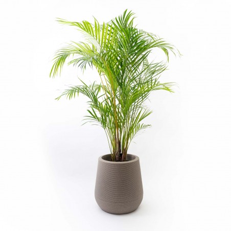 Palmera Areca XL c/ maceta...