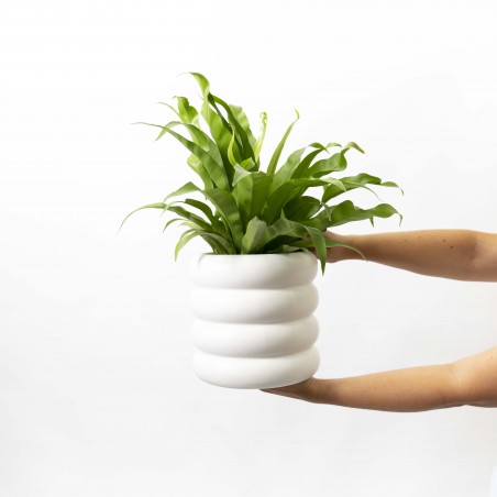 Asplenium Liso en maceta...