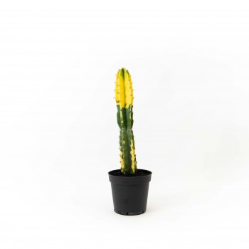 Cactus Brasil