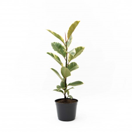 Ficus Elástica variegado,...