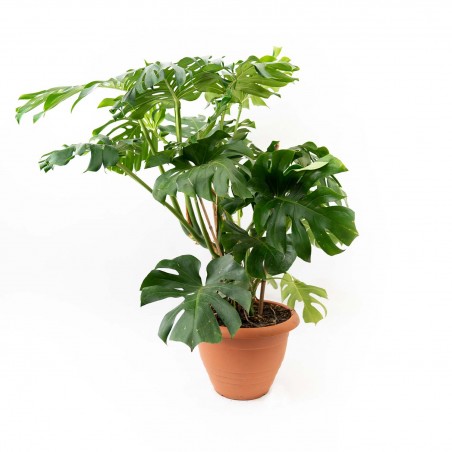 Monstera Deliciosa Gigante