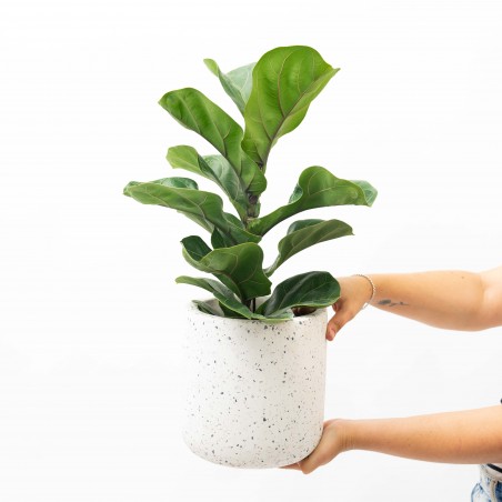 Ficus Lyrata baby en maceta...