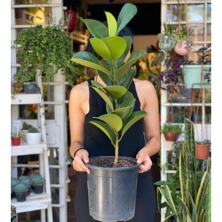 Ficus Elastica Verde