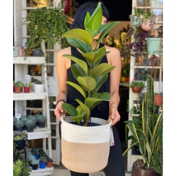 Ficus Elastica verde con cesto