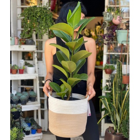 Ficus Elastica verde con...
