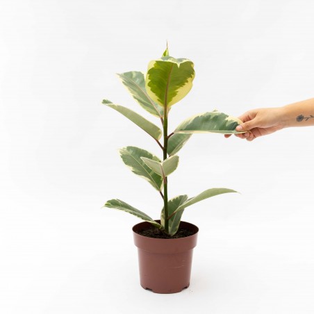 Ficus Elastica Tineke...