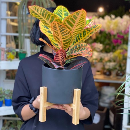Croton S en maceta con...