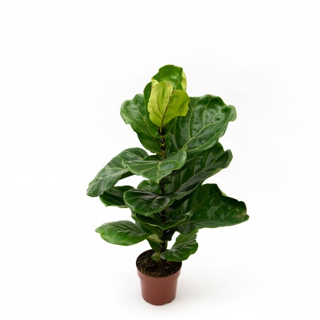 Ficus Lyrata hoja grande -M