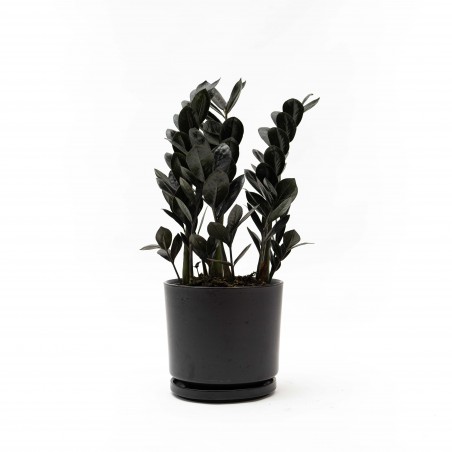 Zamioculca Black mini...
