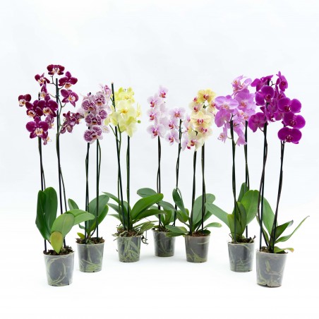 Orquídea Phalaenopsis 2 varas