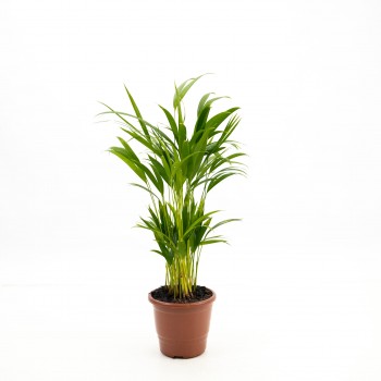 Palmera Areca - M